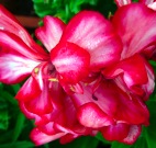 geranium