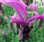 lavender