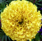 marigold