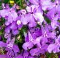 purple-flowers